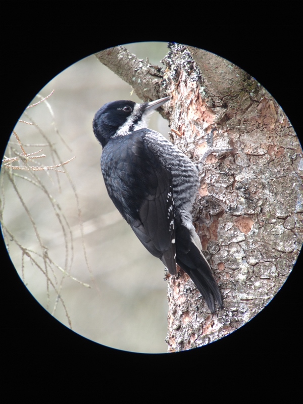Black-backed Woodpecker