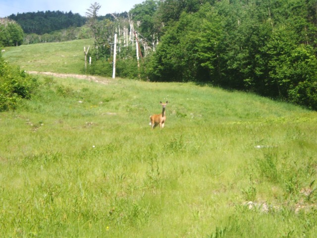 Deer