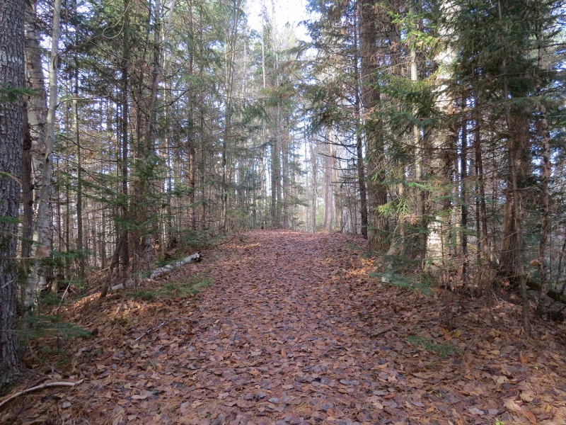 Spring Pond Bog trail