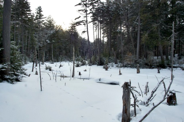 the backcountry of the St Regis Canoe Wilderness the backcountry of the St Regis Canoe Wilderness