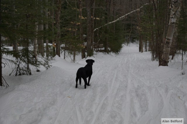 Wren.Jackrabbit downhill Wren.Jackrabbit downhill