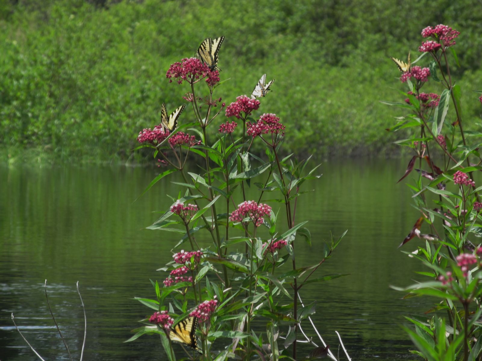 Wild azalea  plants and butterflies! Can you find the five butterflies?
