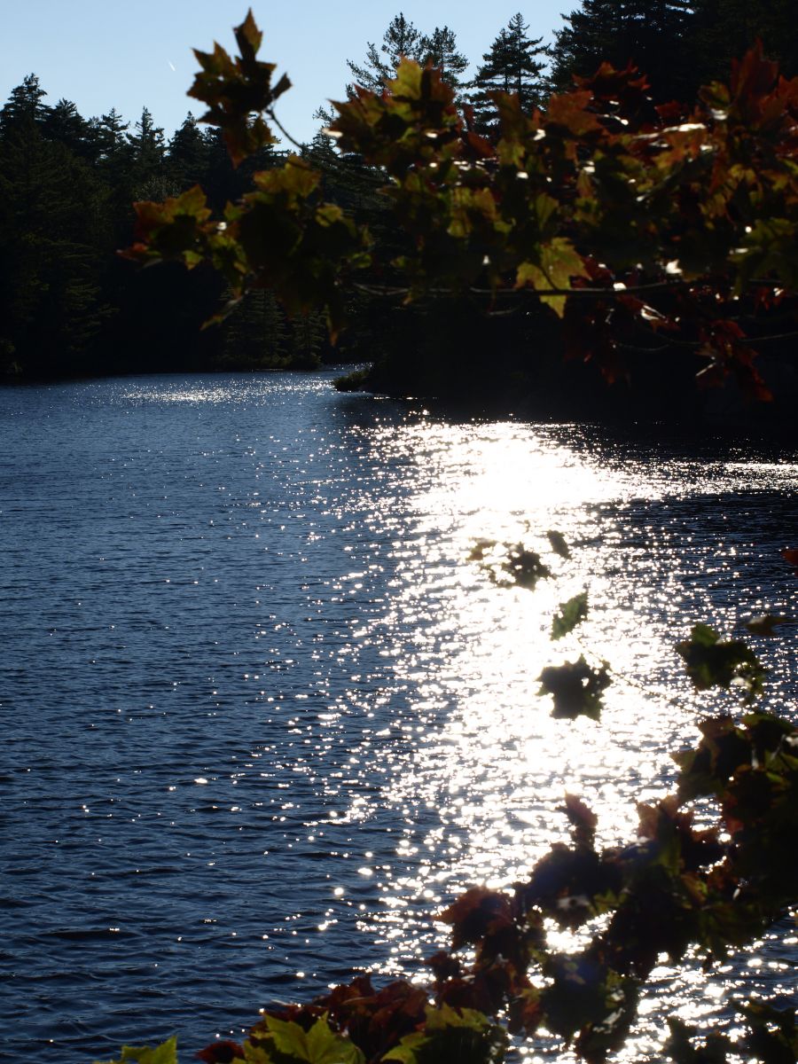 Bog RIver from Lows Lower Dam