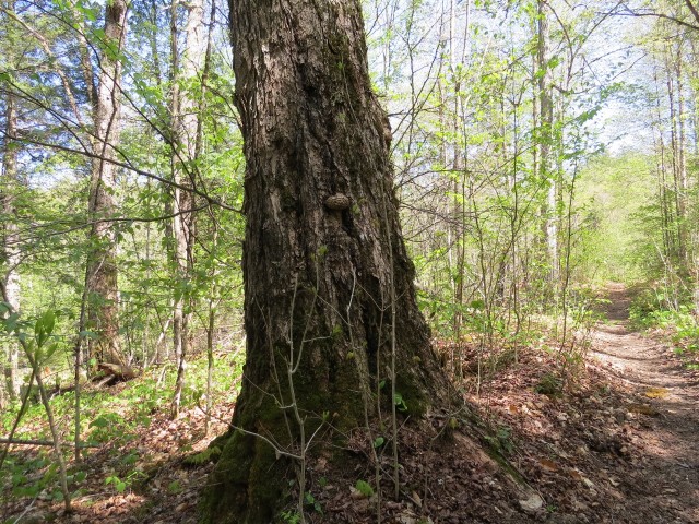 Old growth along the Ampersand Mountain Trail