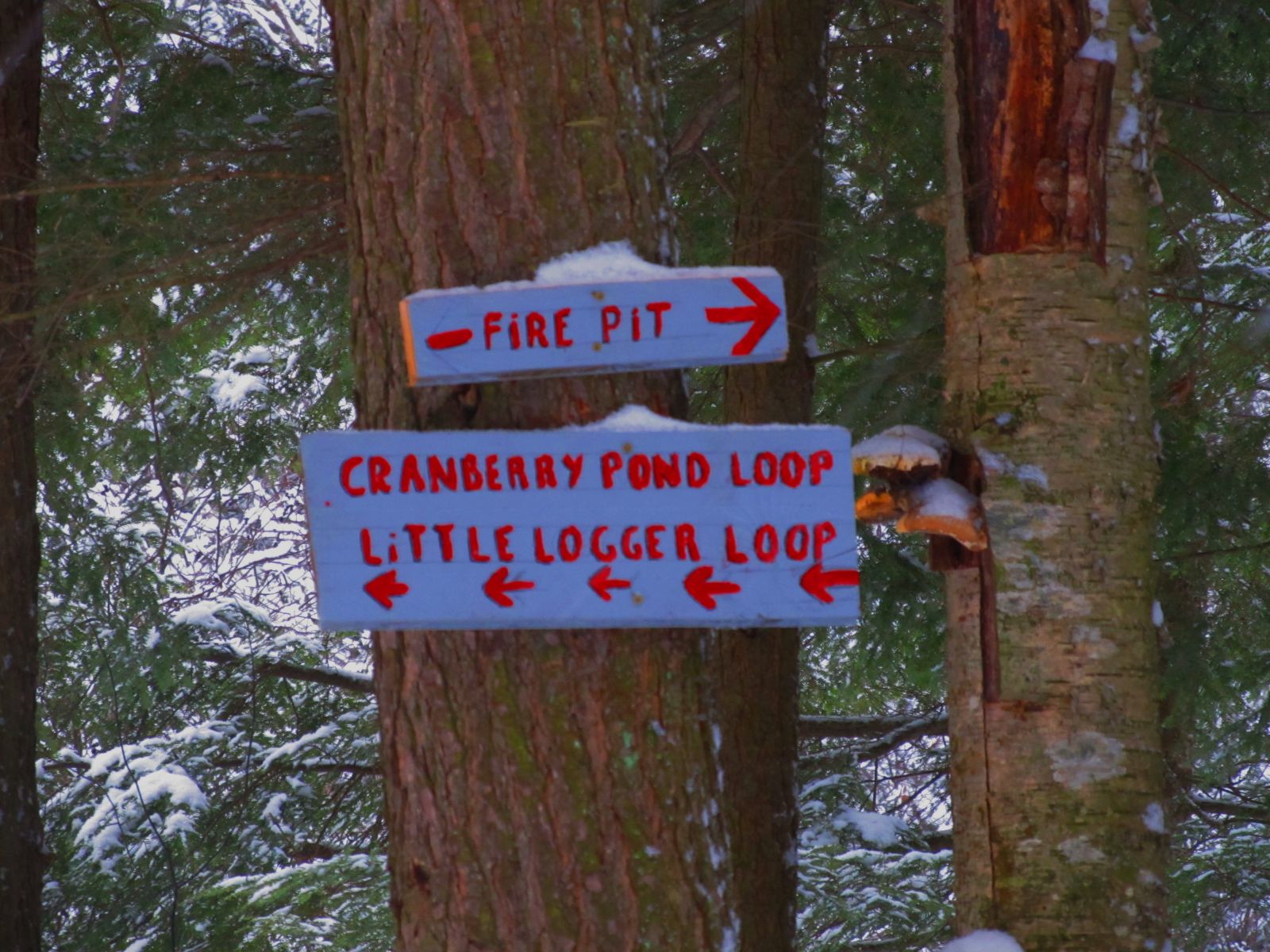 Intersection for Cranberry Pond, the Little Logger Trail or the firepit