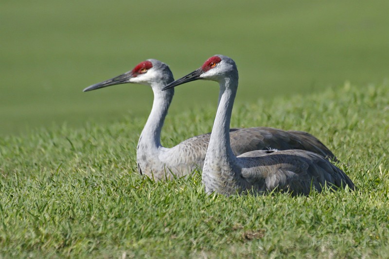 Sandhill Crane pair by Larry Master
