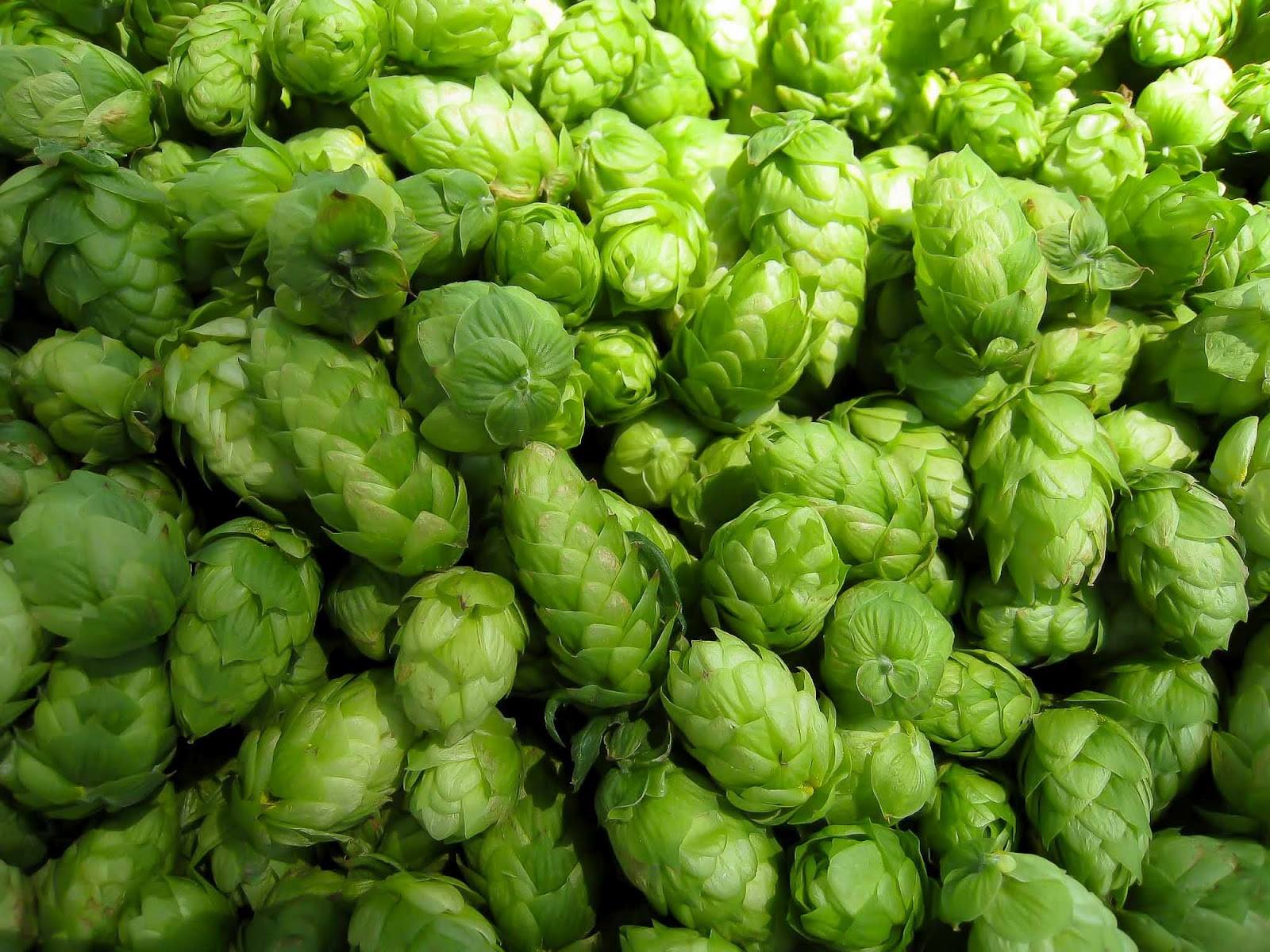 Hops cones almost look like a hemlock cone, but green!