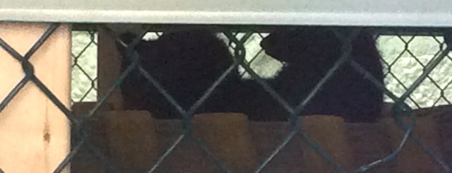 This is the most any visitor has seen of the bear cubs, who are very little and shy.