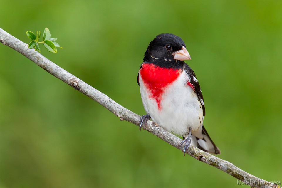 A Rose-breasted Grosbeak chowed down on seed at the bird feeders at the entrance of Wild Walk. Image courtesy of www.masterimages.org.