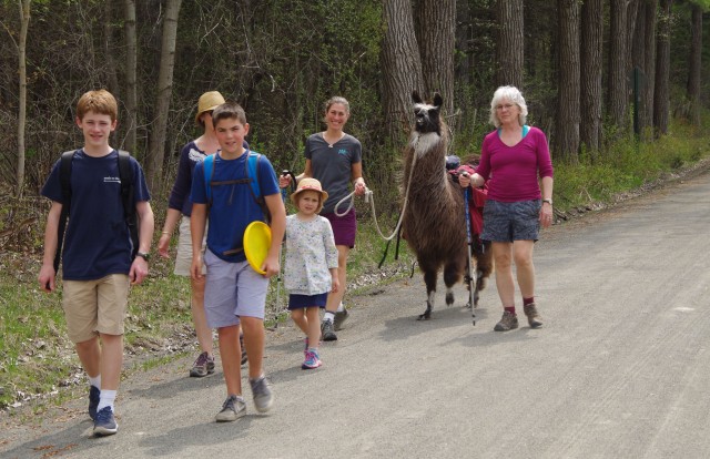 Sole llama hiker