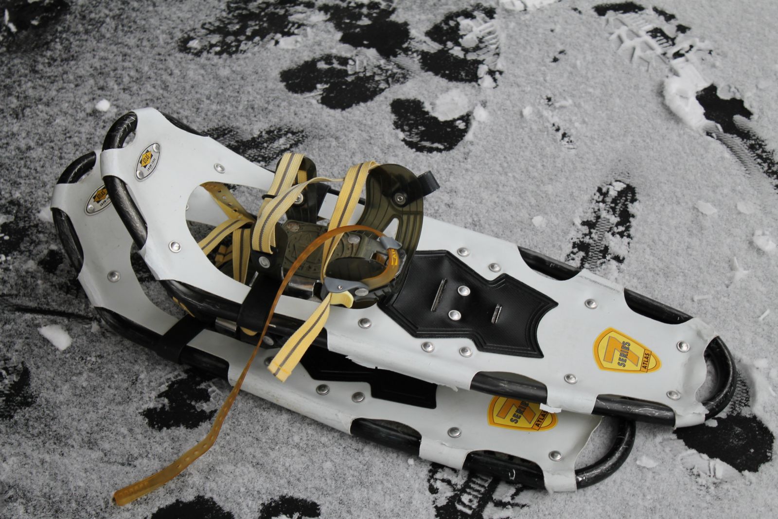 Attachio snowshoeus!