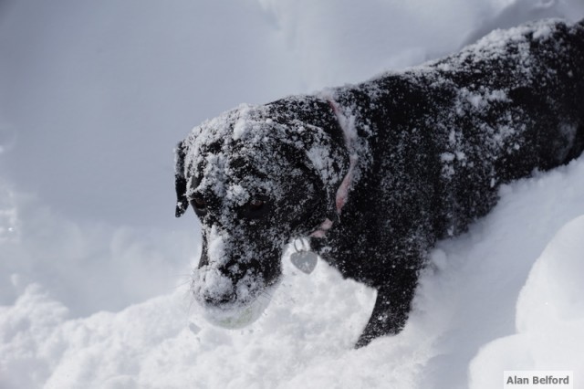 Wren Snow Face Wren Snow Face