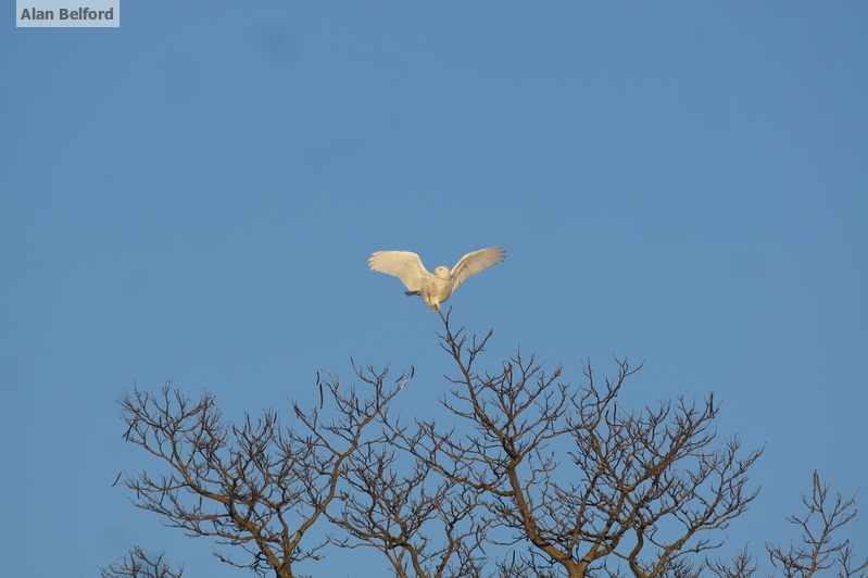 I found a Snowy Owl perched on top of a tree along Moffit Road - I took this photo a few years ago in the Magic Triangle near Essex.
