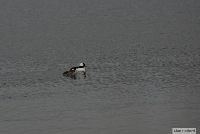 Bufflehead