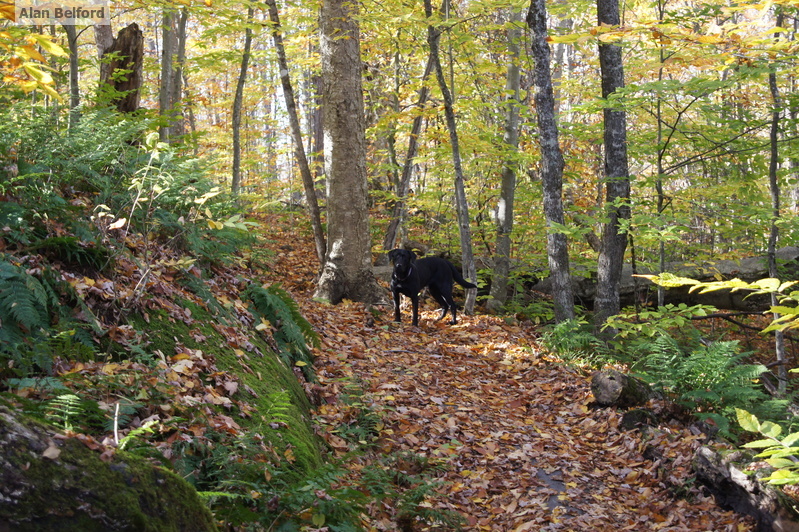 Wren pauses in the fall leaves during a hike we took on St. Regis a few years ago. Wren pauses in the fall leaves during a hike we took on St. Regis a few years ago.