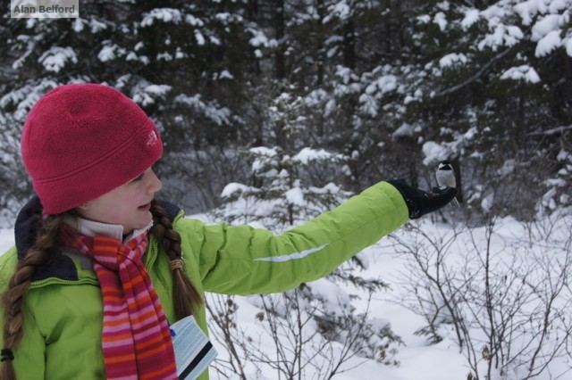 Rebecca - Chickadees Rebecca - Chickadees