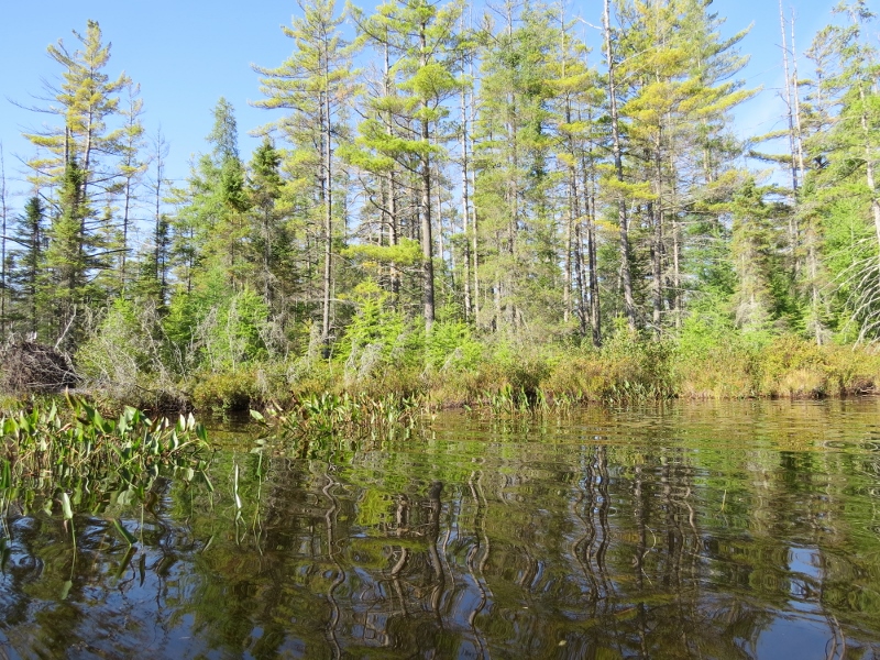 Paddling at Massawepie Lake