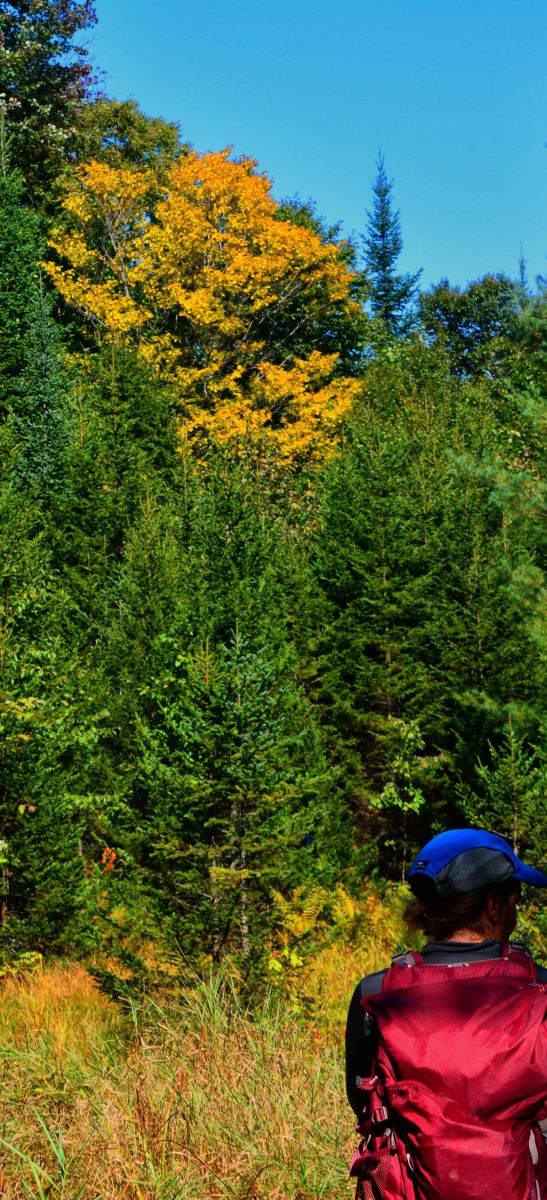 Along the trail the colors started popping