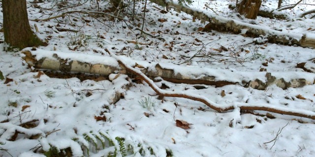 fallen birch log in new snow fallen birch log in new snow