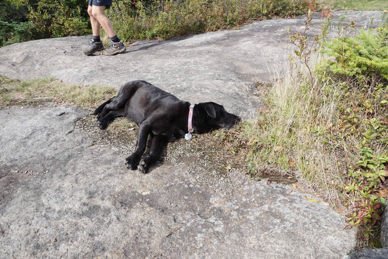 I think we all would have been happy to rest on the summit for a while, but we began the hike back down the mountain. I think we all would have been happy to rest on the summit for a while, but we began the hike back down the mountain.