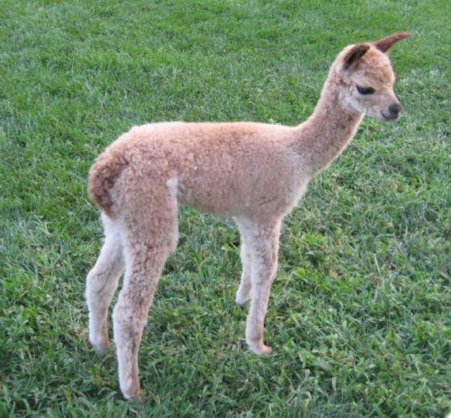 This is Rosie, a cria born on Jay Mountain Alpaca Farm.