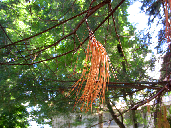 Pine needles have flammable resin