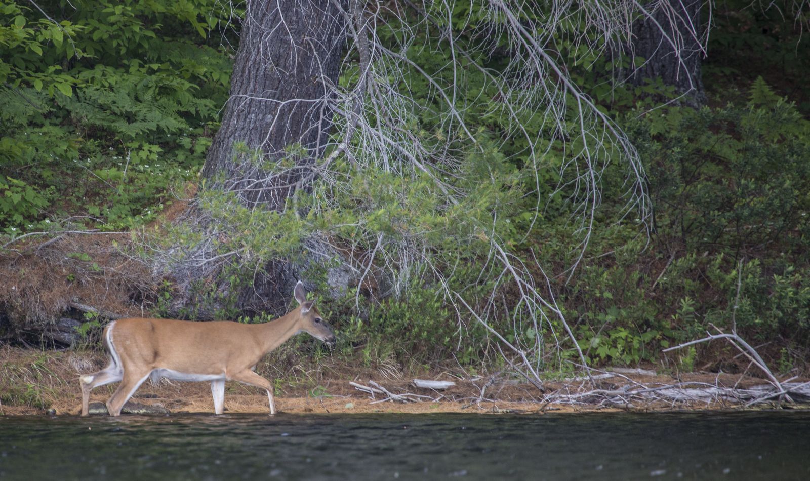 You never know what you will see on a paddling trip!