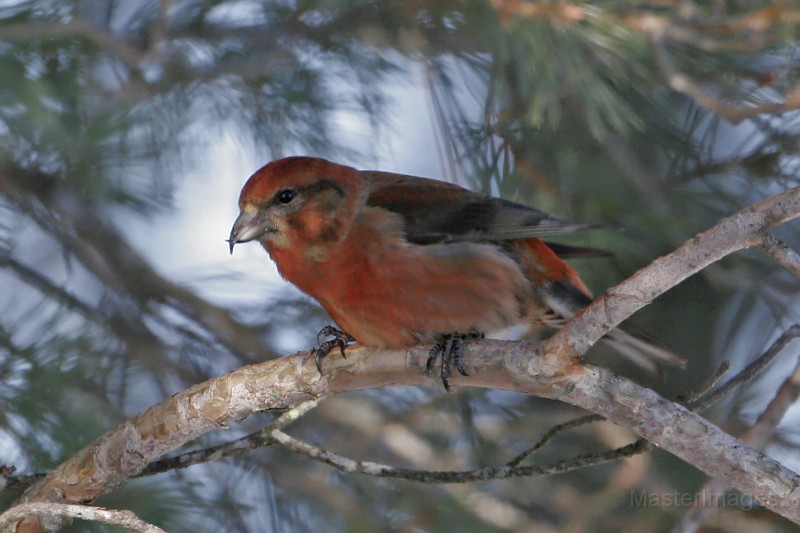 A flyover Red Crossbill was a nice find. Image courtesy of www.masterimages.org. A flyover Red Crossbill was a nice find. Image courtesy of www.masterimages.org.