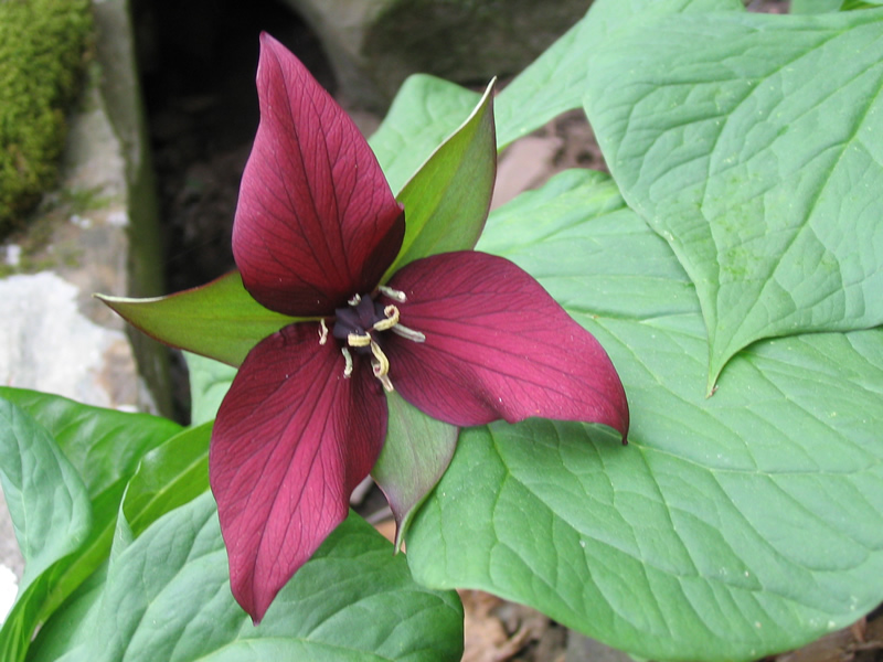 The classic trillium, Adirondack wildflower extraordinaire. (Photo courtesy M. Thomas)