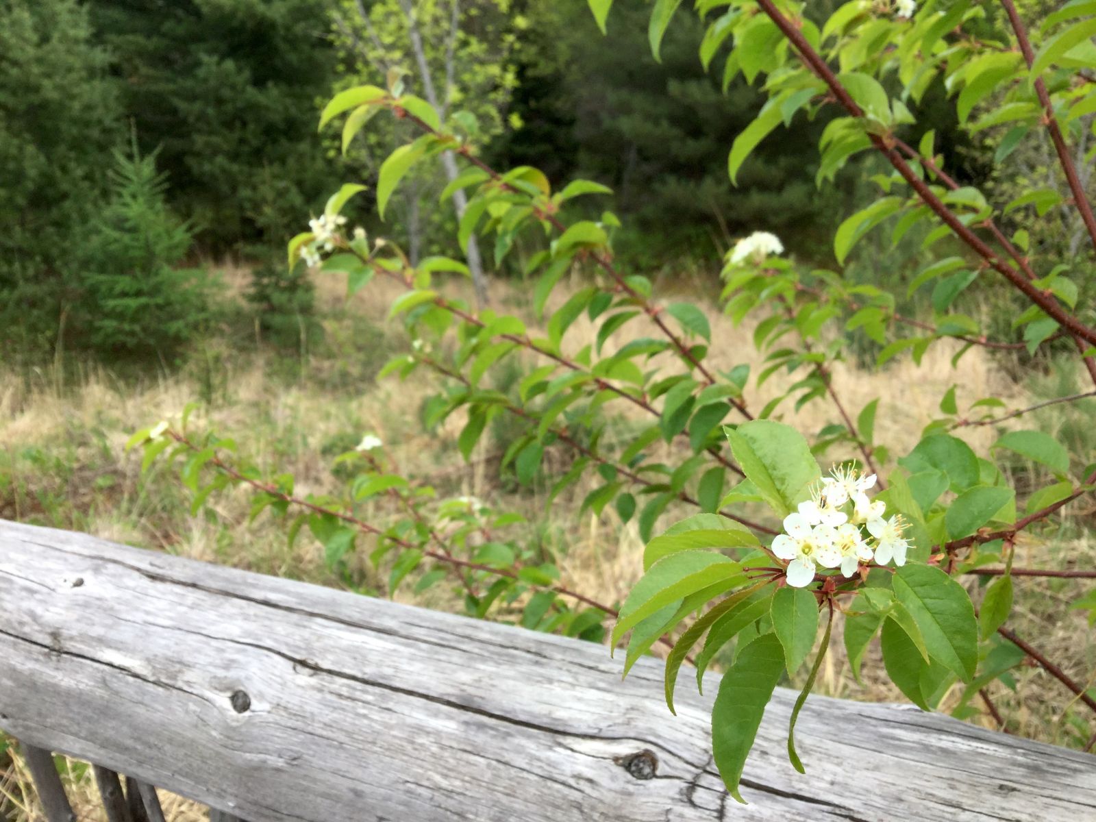 This beautiful mix of white, green, and red caught my eye and beckoned me closer. I think it's a crabapple.
