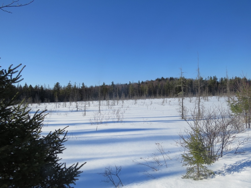 Bog along the railroad bed