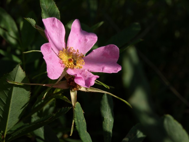 Wildflowers Wildflowers
