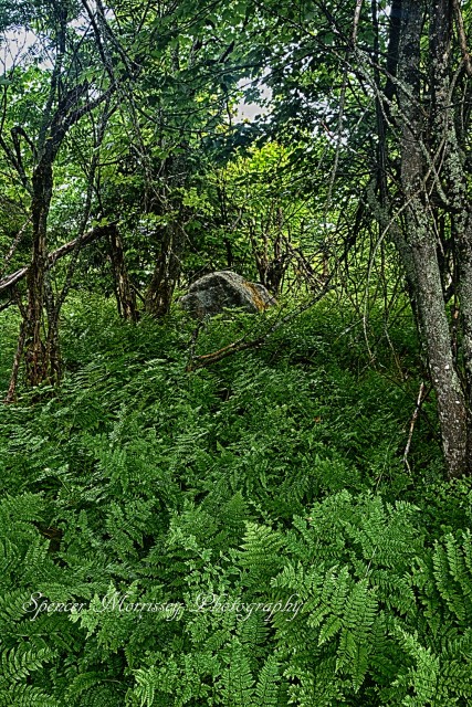 Summit
