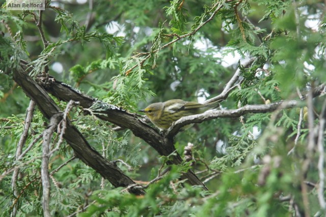 Cape May Warbler Cape May Warbler