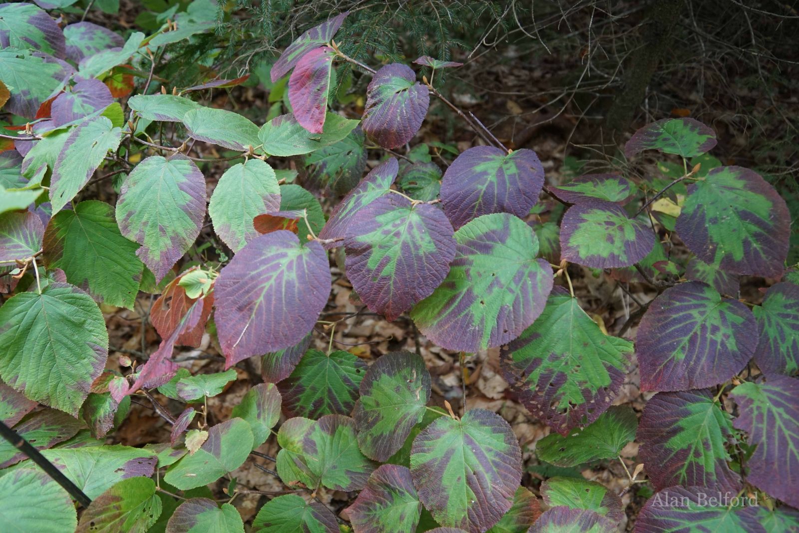 The hobblebush was turning purple all along the trail. The hobblebush was turning purple all along the trail.