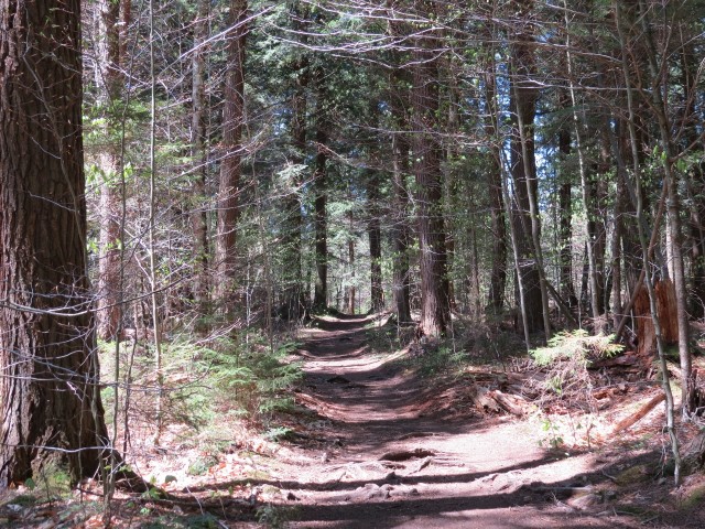 Old growth along the Ampersand Mountain Trail