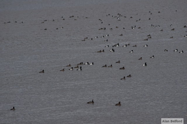 Scaup