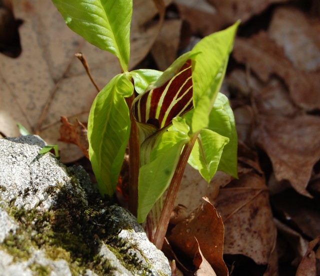 Jack in the Pulpit