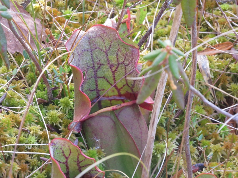 Pitcher Plant