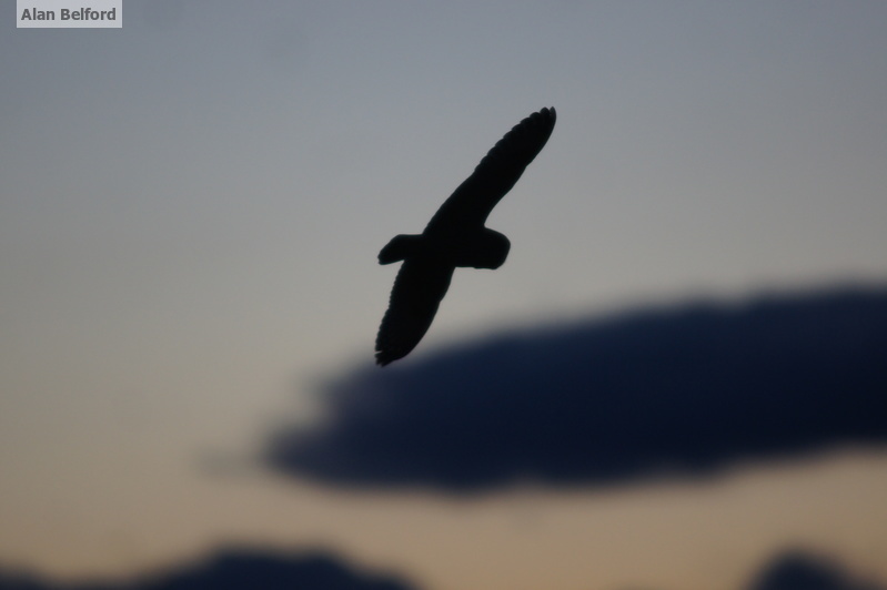 There are few better ways to end a day than with owls - like this Short-eared Owl.