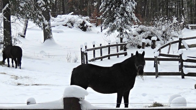 As seen in their corral, these draft horses have the heft and thick coat that keeps them warm in the winter.