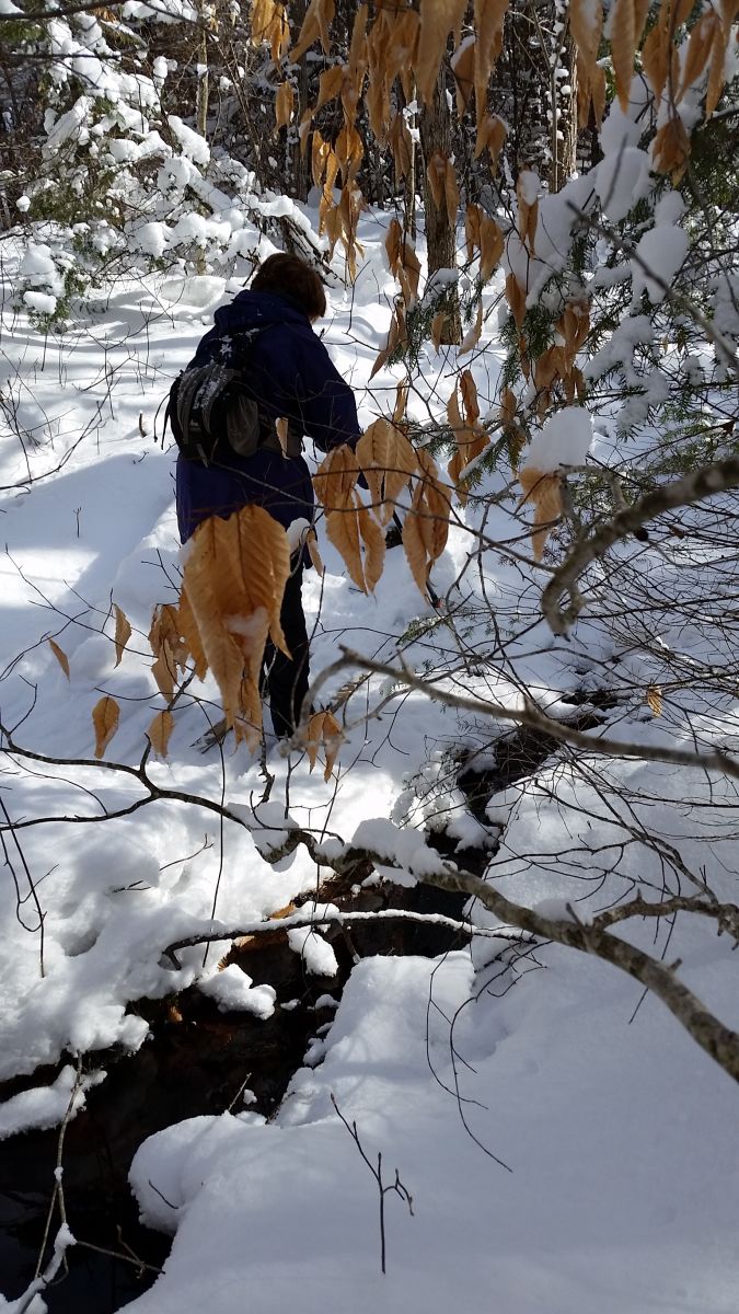 Patti about to cross the stream.