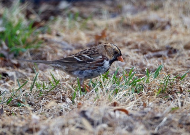 Harris's Sparrow - Larry