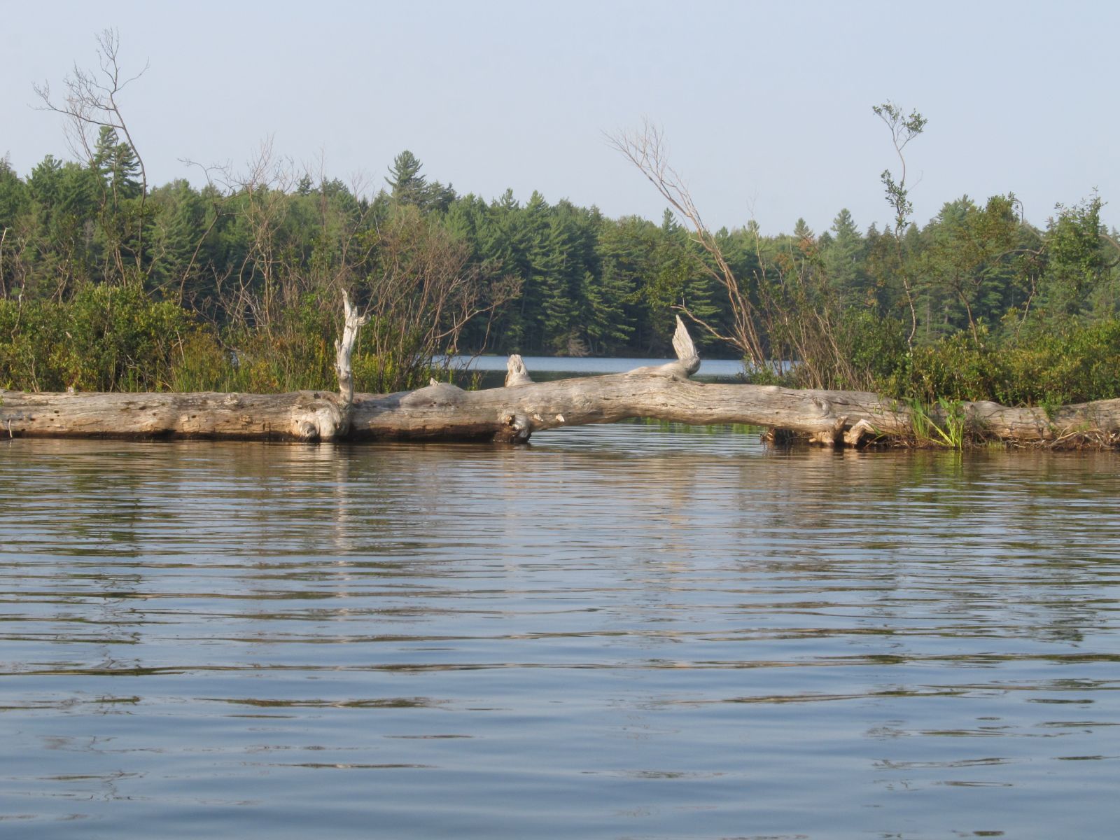 Hopped over this log, good thing the canoe is light!
