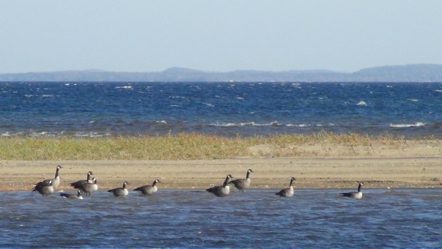 The honks of the geese herald the end of winter, and the beginning of some incredible birding opportunities.