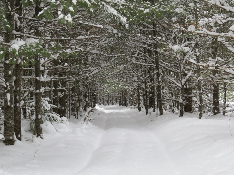 White Pines along the Leonard Pond Trail