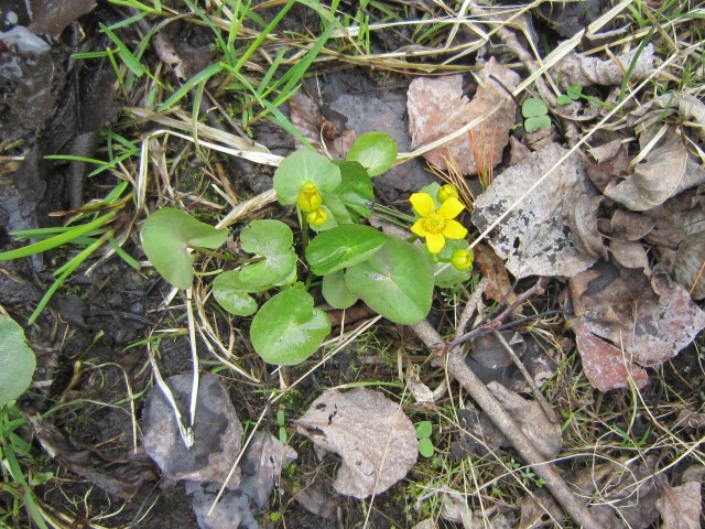 Marsh Marigold