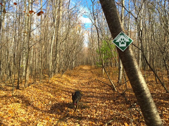 Wildway Overlook trail post-foliage