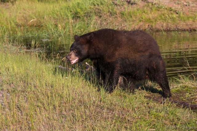 Black Bear - Larry Black Bear - Larry