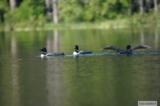 Common Loons Common Loons